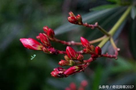 紅花夾竹桃種子|夾竹桃種子 別稱紅花夾竹桃 柳葉桃樹 洋桃 叫出冬 柳葉樹 洋桃梅。